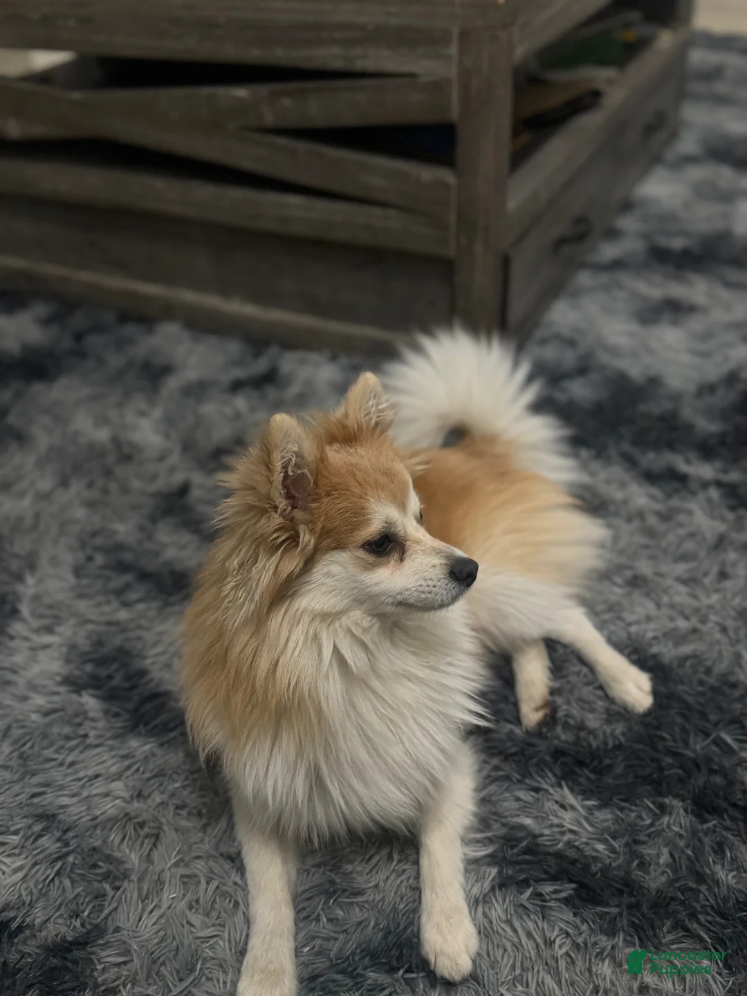 Pomeranian dogs for sale: Pomeranian Puppy 1 - Ad 5