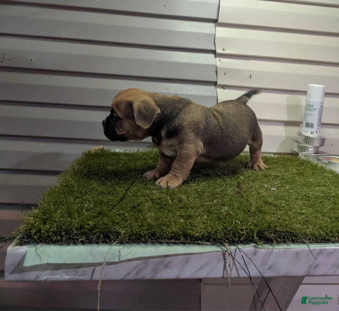 American Bully dogs for sale: American Bully Puppy 1 - Ad 3