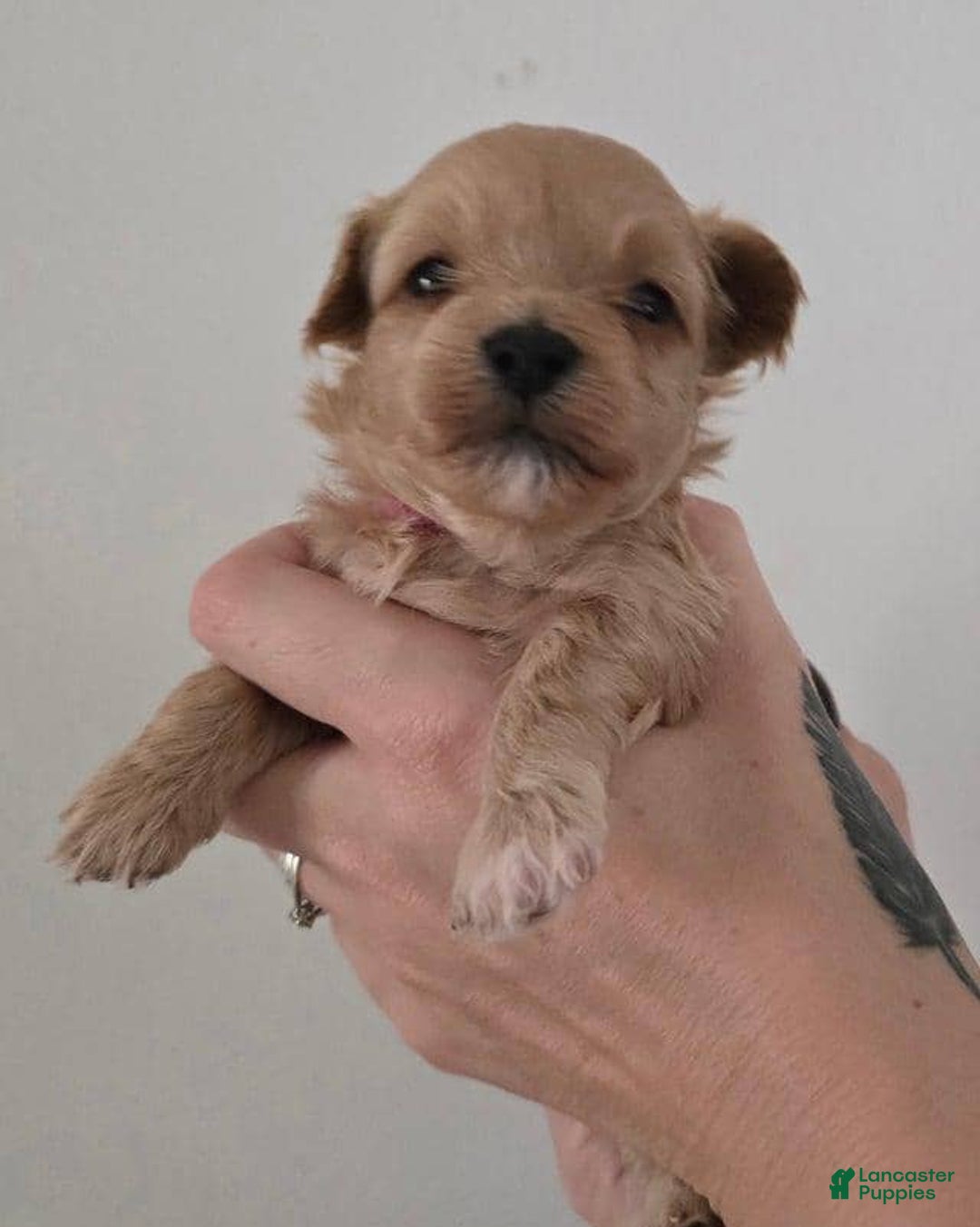 Maltipoo dogs for sale: Alexa - Ad 7