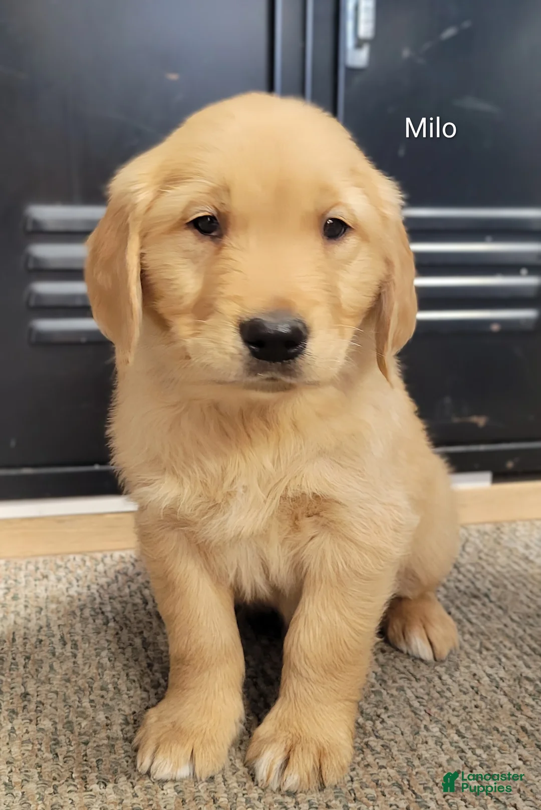 Golden Retriever dogs for sale: Milo - Ad 1
