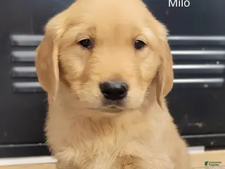 Golden Retriever dogs Milo - Ad 3