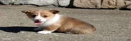 Welsh Corgi Pembroke dogs for sale: Denver - Ad 4