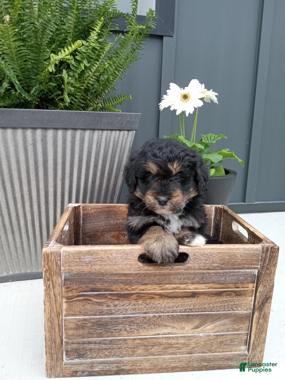 Mini Bernedoodle dogs for sale: Leo  - Ad 1