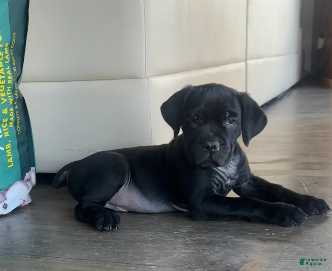 Cane Corso dogs for sale: Captain - Ad 2