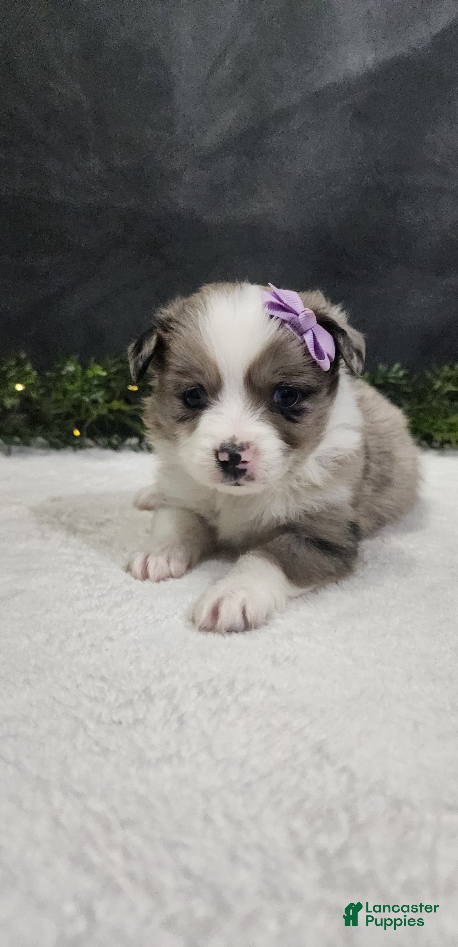 Miniature Australian Shepherd dogs Luna - Ad 2