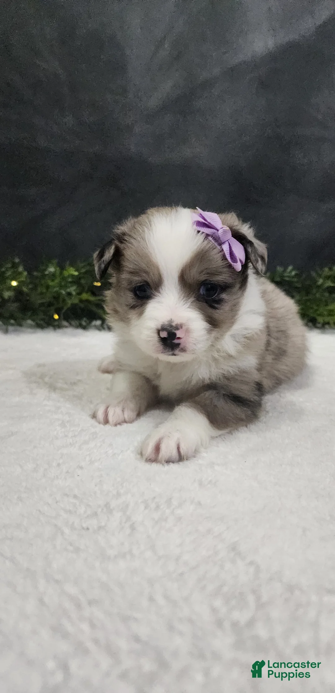 Miniature Australian Shepherd dogs for sale: Luna - Ad 2