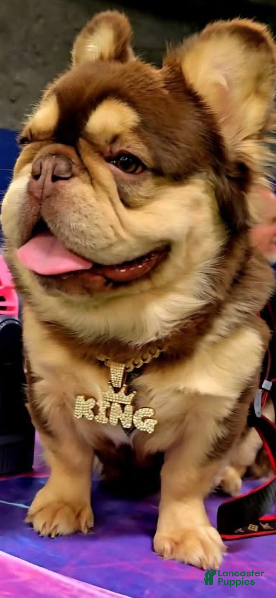 French Bulldog dogs for stud: French Bulldog 1 puppies - Ad 1