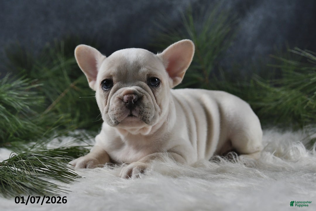 French Bulldog dogs for sale: Charlotte - Ad 2
