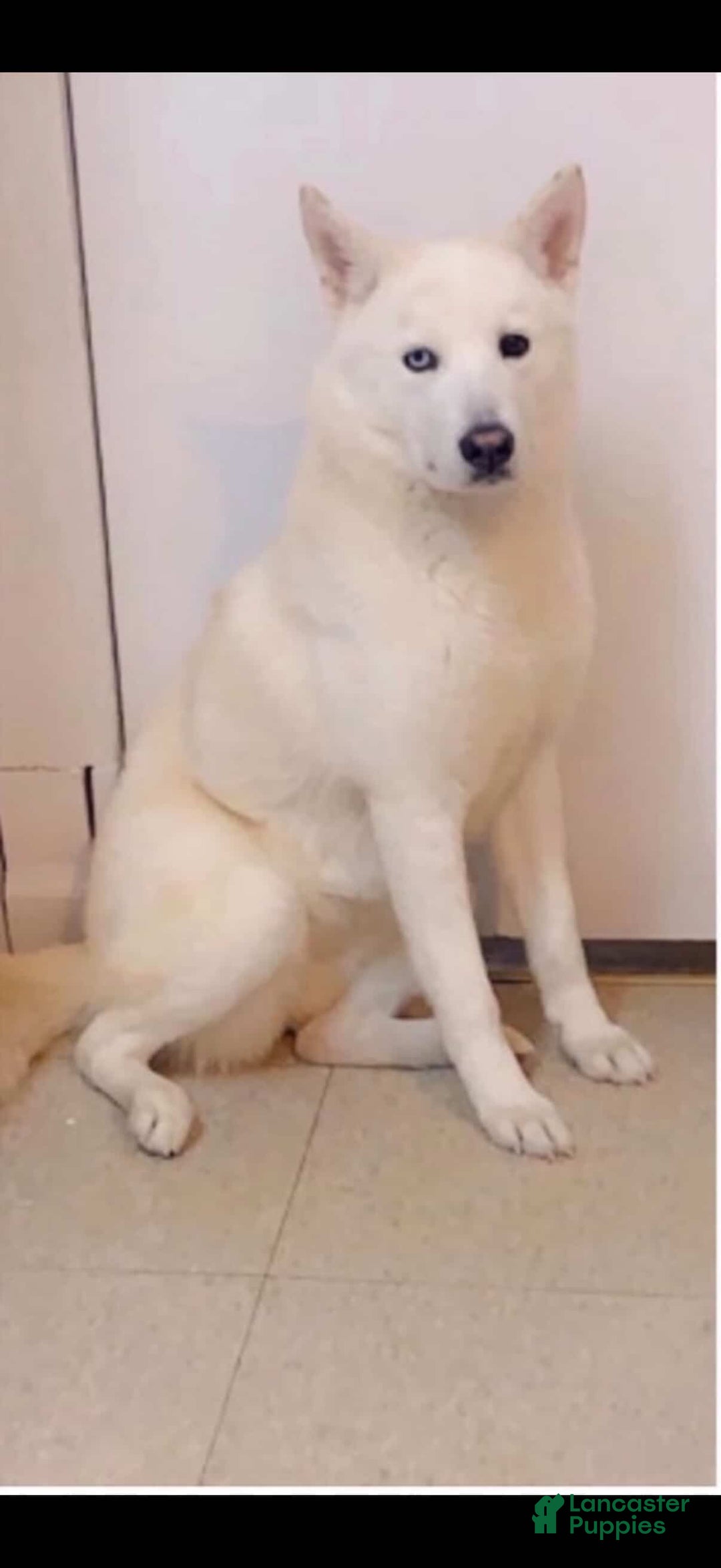 Siberian Husky dogs for sale: Siberian Husky Puppy 1 - Ad 3