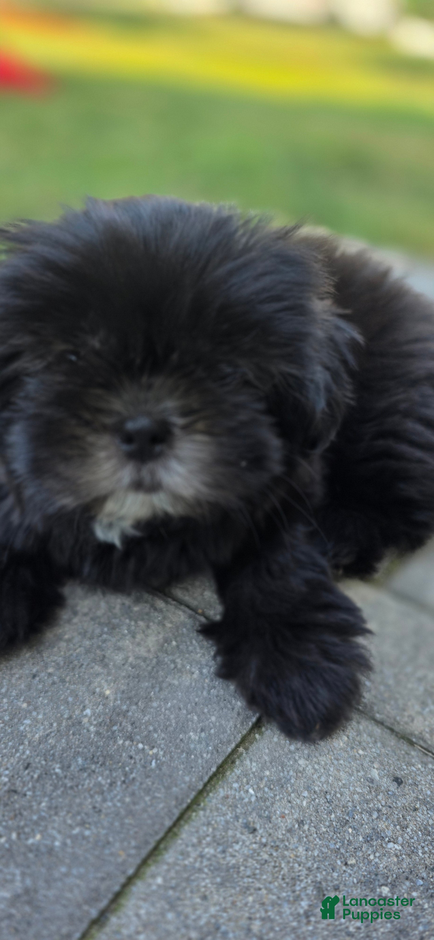 Mixed Breed dogs Ariel  - Ad 33