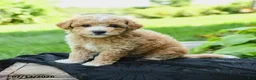 Bichpoo dogs for sale: Herman - Ad 4