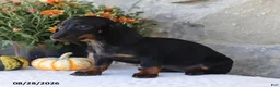 Dachshund dogs for sale: Sara - Ad 5