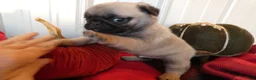 Pug dogs for sale: Pug 1 Tweety - Ad 3