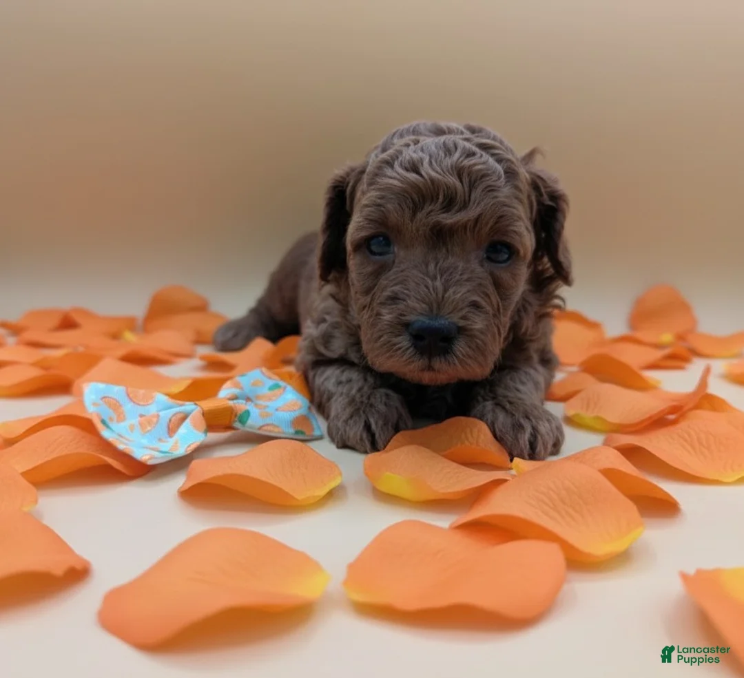 Toy Poodle dogs for sale: Maple 🍁 - Ad 7