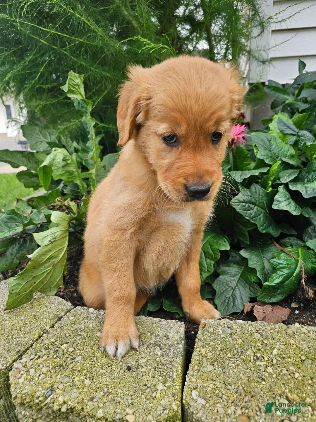 Golden Retriever dogs for sale: Bree - Ad 9