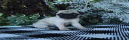 Pug dogs for sale: Garth - Ad 3