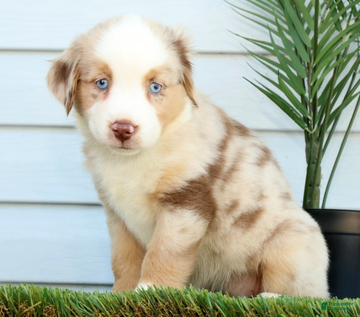 Miniature Australian Shepherd dogs for sale: Tulip - Ad 3