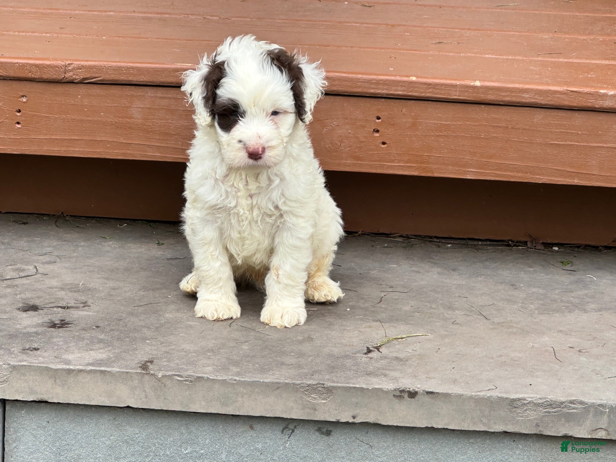 Portuguese Water Dog dogs Puddles Male - Ad 1