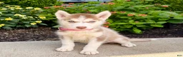 Siberian Husky dogs for sale: Haddie - Ad 4