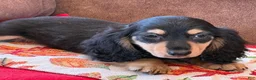 Miniature Dachshund dogs for sale: Justin - Ad 4