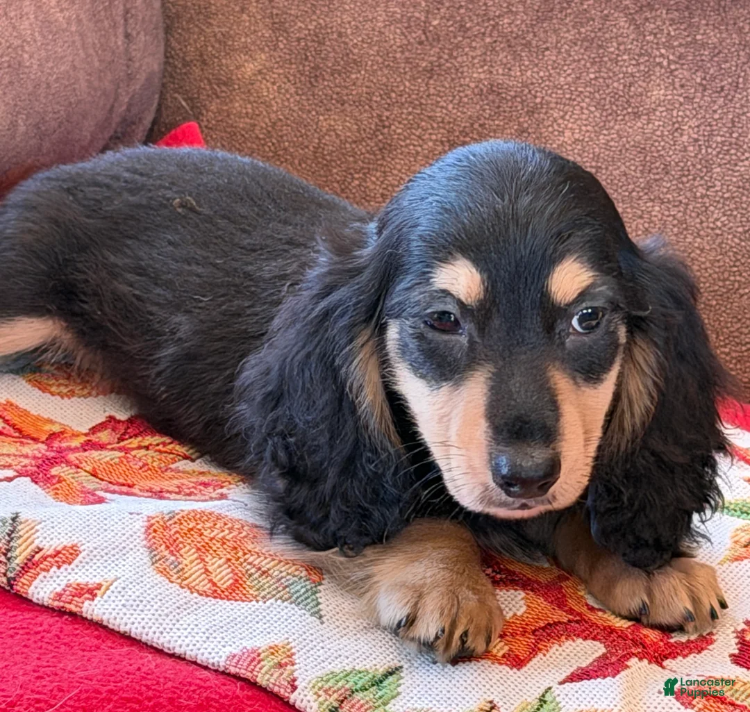 Miniature Dachshund dogs for sale: Justin - Ad 4