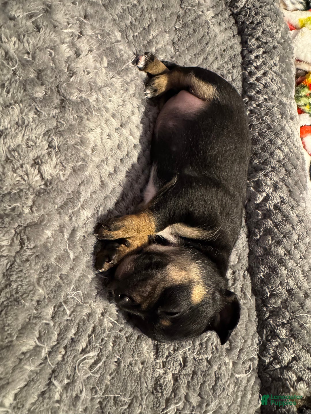 Chihuahua dogs for sale: Chihuahua Puppy 1 - Ad 2