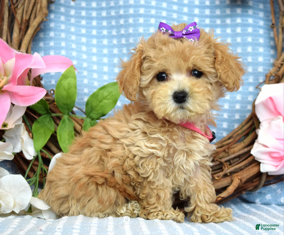 Maltipoo dogs for sale: Molly Xsmall - Ad 1