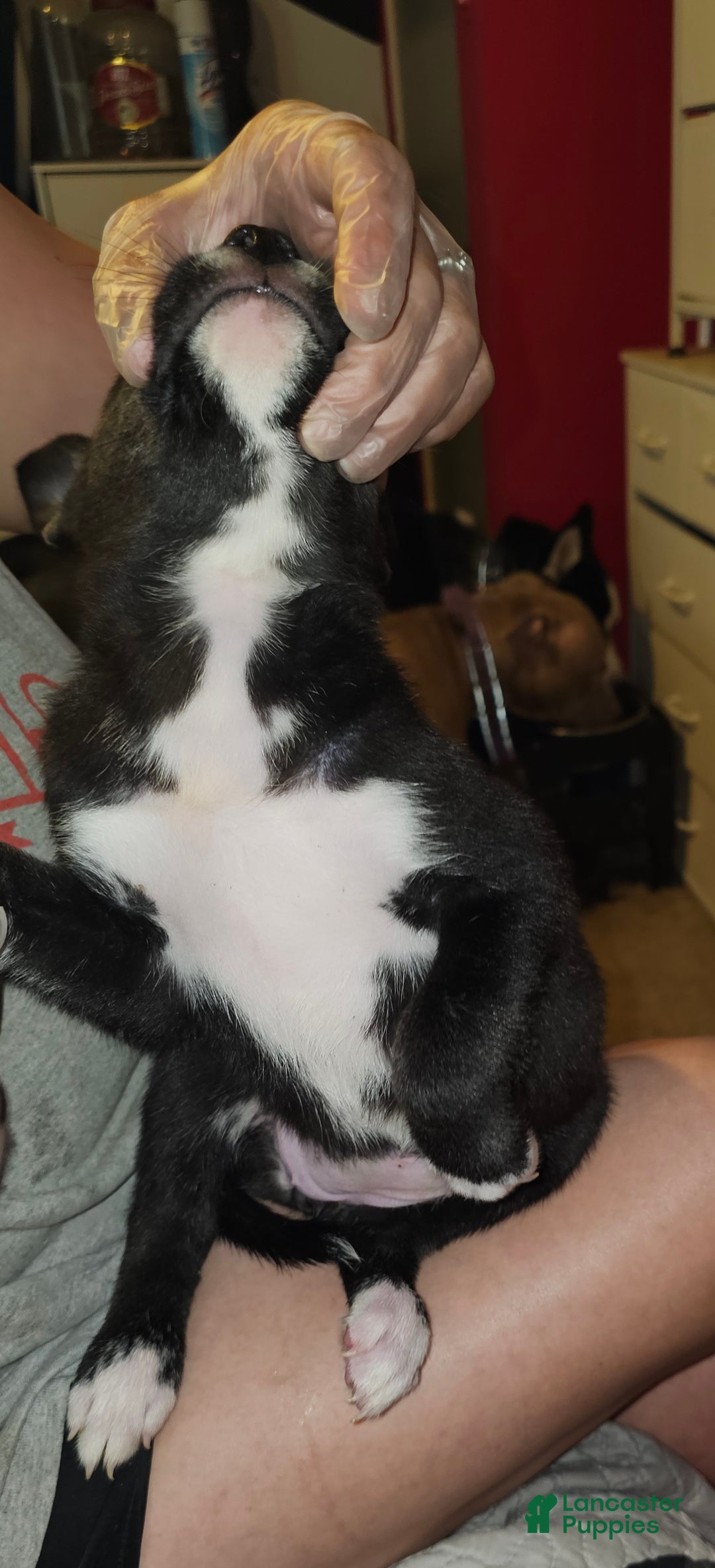 Mixed Breed dogs for sale: Luke - Ad 4