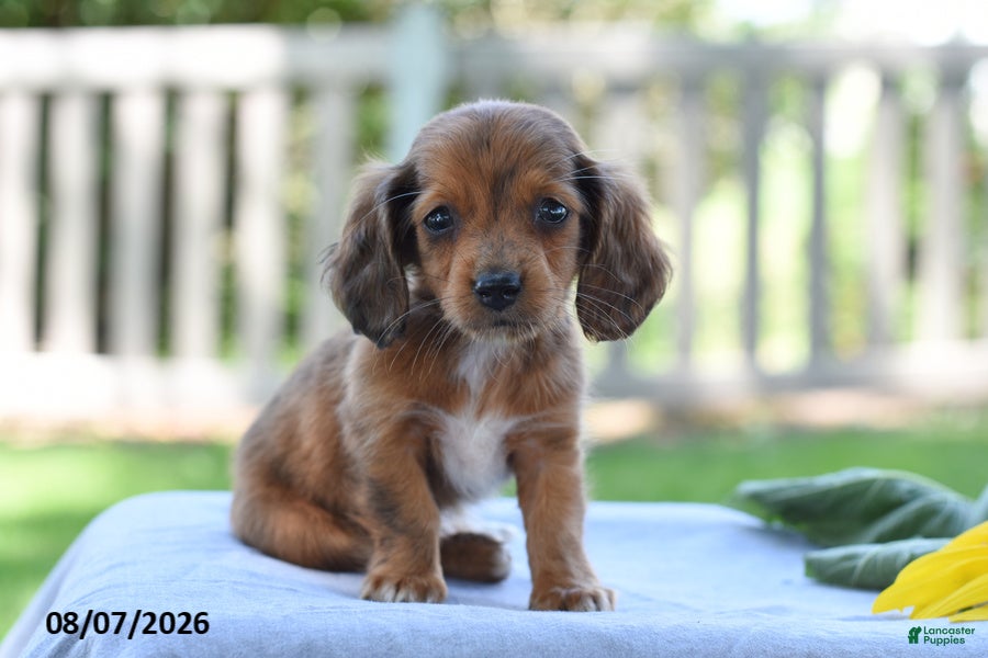 Miniature Dachshund dogs Tucker - Ad 1