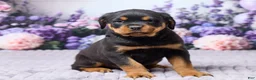 Rottweiler dogs for sale: Justin - Ad 3