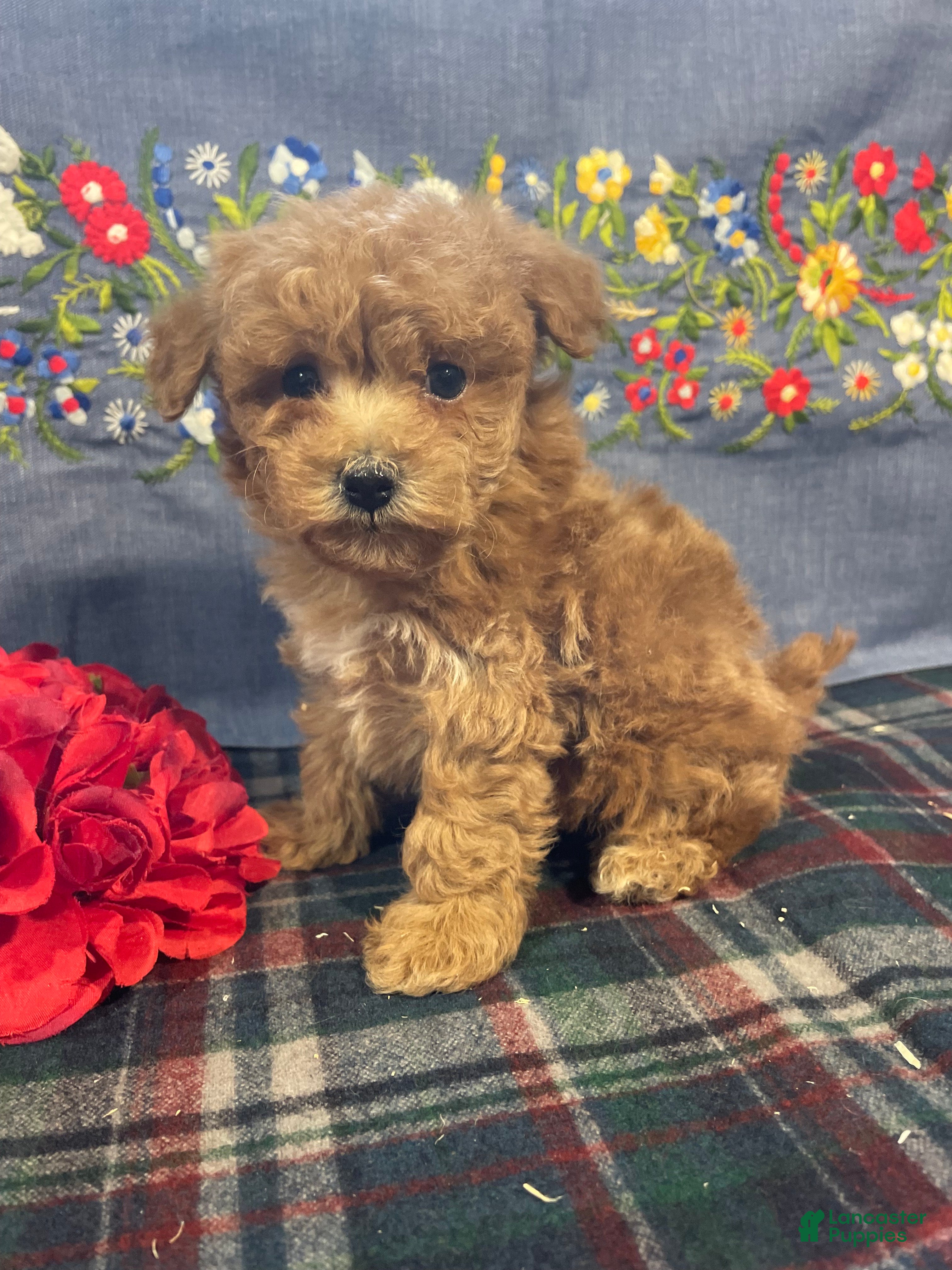Toy Poodle dogs Bean - Ad 24