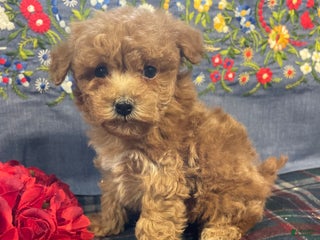 Toy Poodle dogs Bean - Ad 19