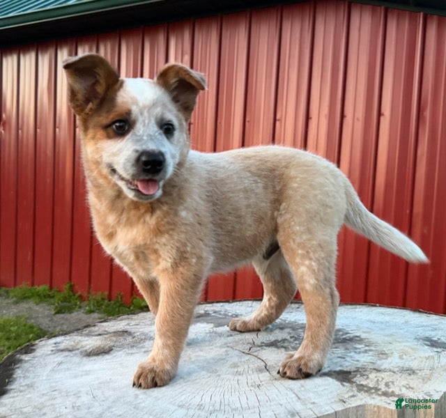 Australian Cattle Dog dogs for sale: Toby Keith_Male - Ad 7