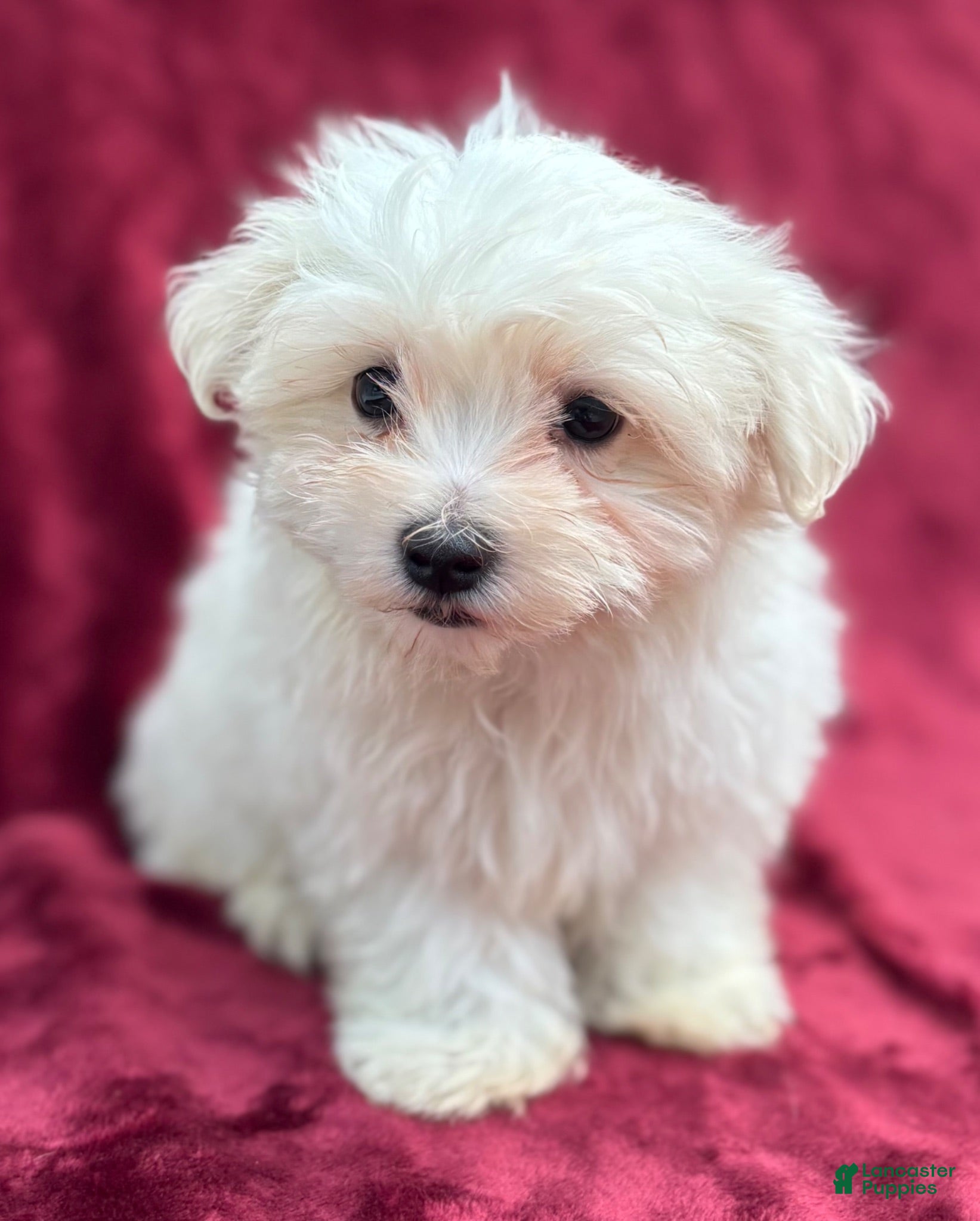 Maltese dogs Maltese 1 - Ad 1