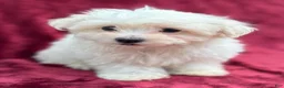 Maltese dogs for sale: Maltese 1 - Ad 1