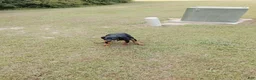 Rottweiler dogs for sale: Melina  - Ad 5