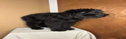 Giant Schnauzer dogs for sale: Mouse - Ad 7