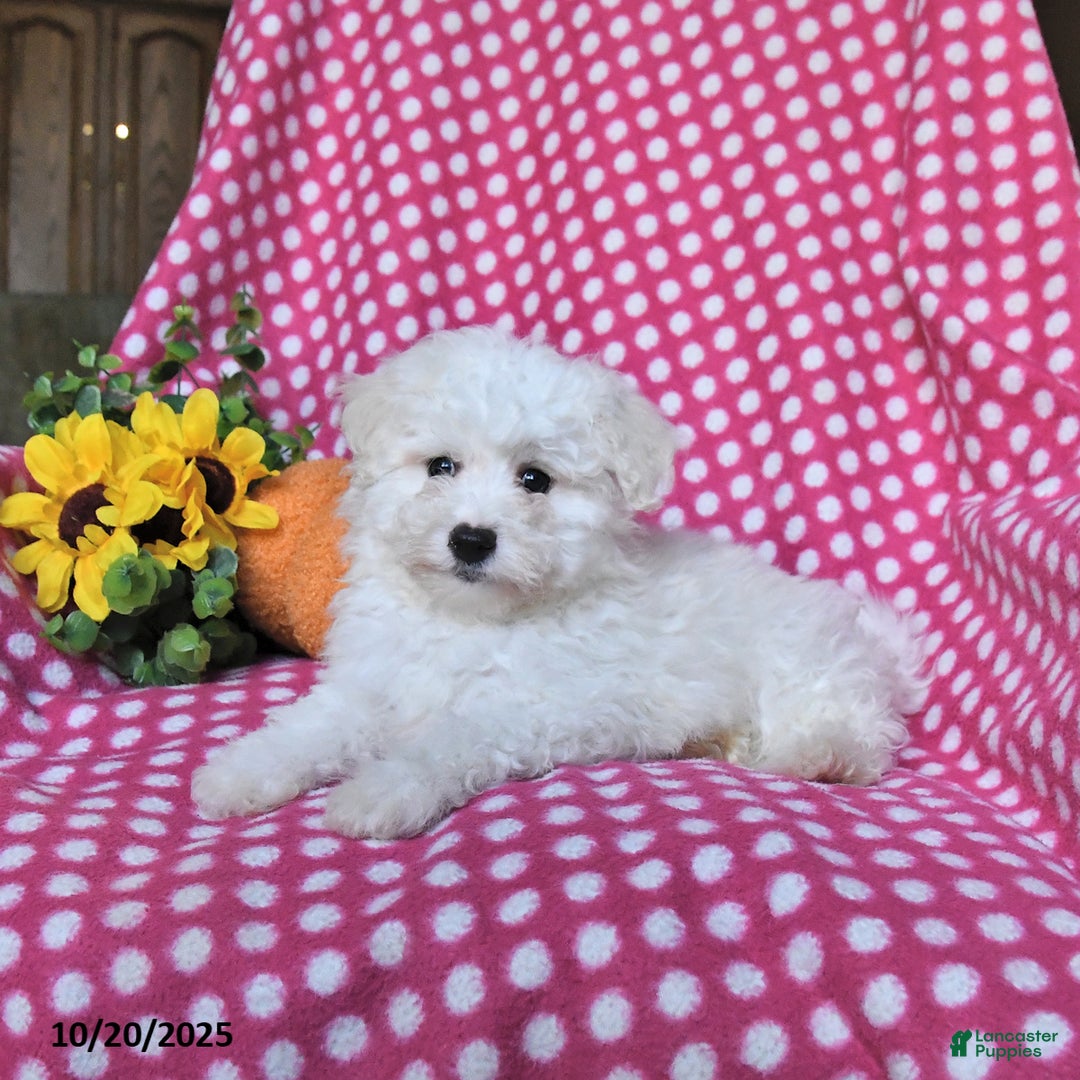 Maltipoo dogs for sale: Pumpkin - Ad 4