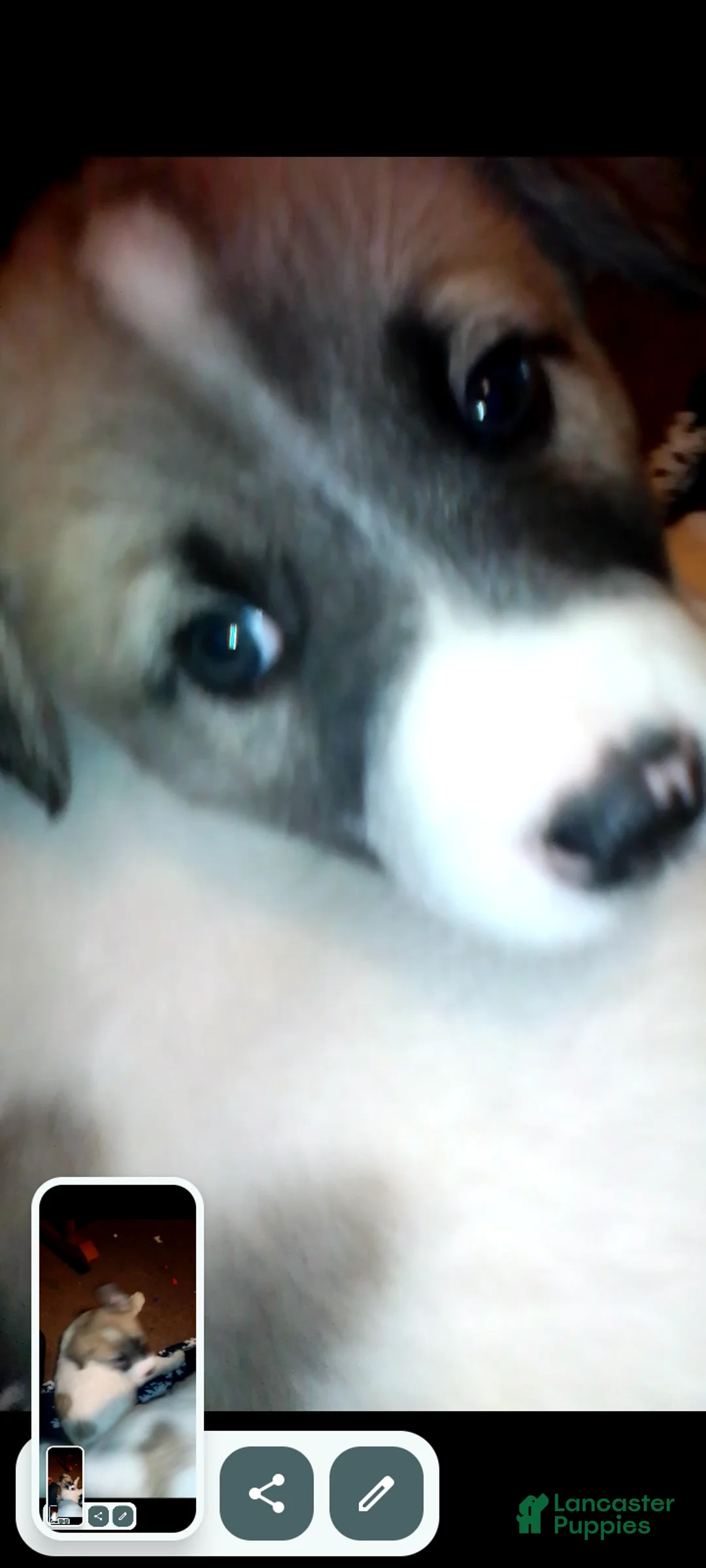 Mixed Breed dogs for sale: BABY JOJO  - Ad 1