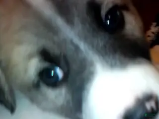 Mixed Breed dogs BABY JOJO - Ad 1