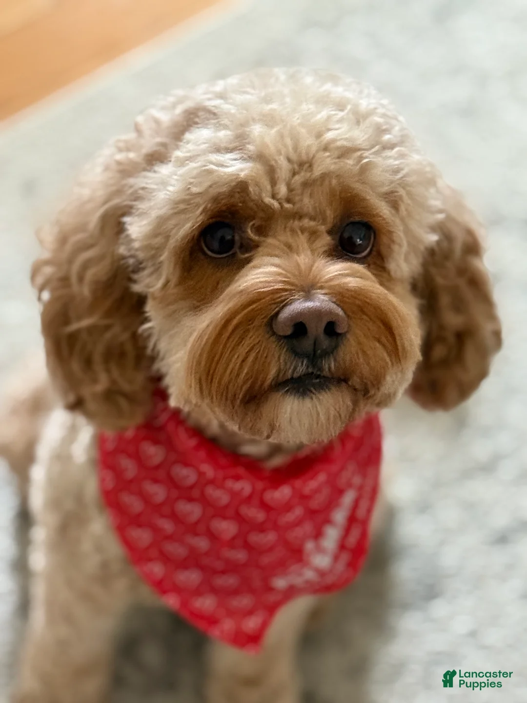 Mixed Breed dogs for sale: Lucky - Ad 5