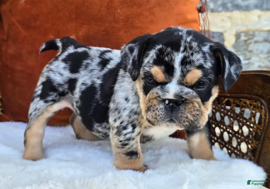 English Bulldog dogs for sale: Rubble - Ad 1