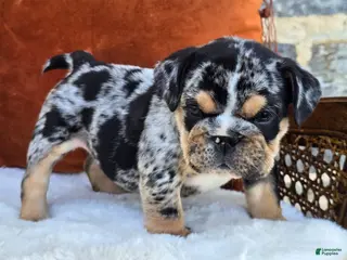 English Bulldog dogs for sale: Rubble - Ad 3