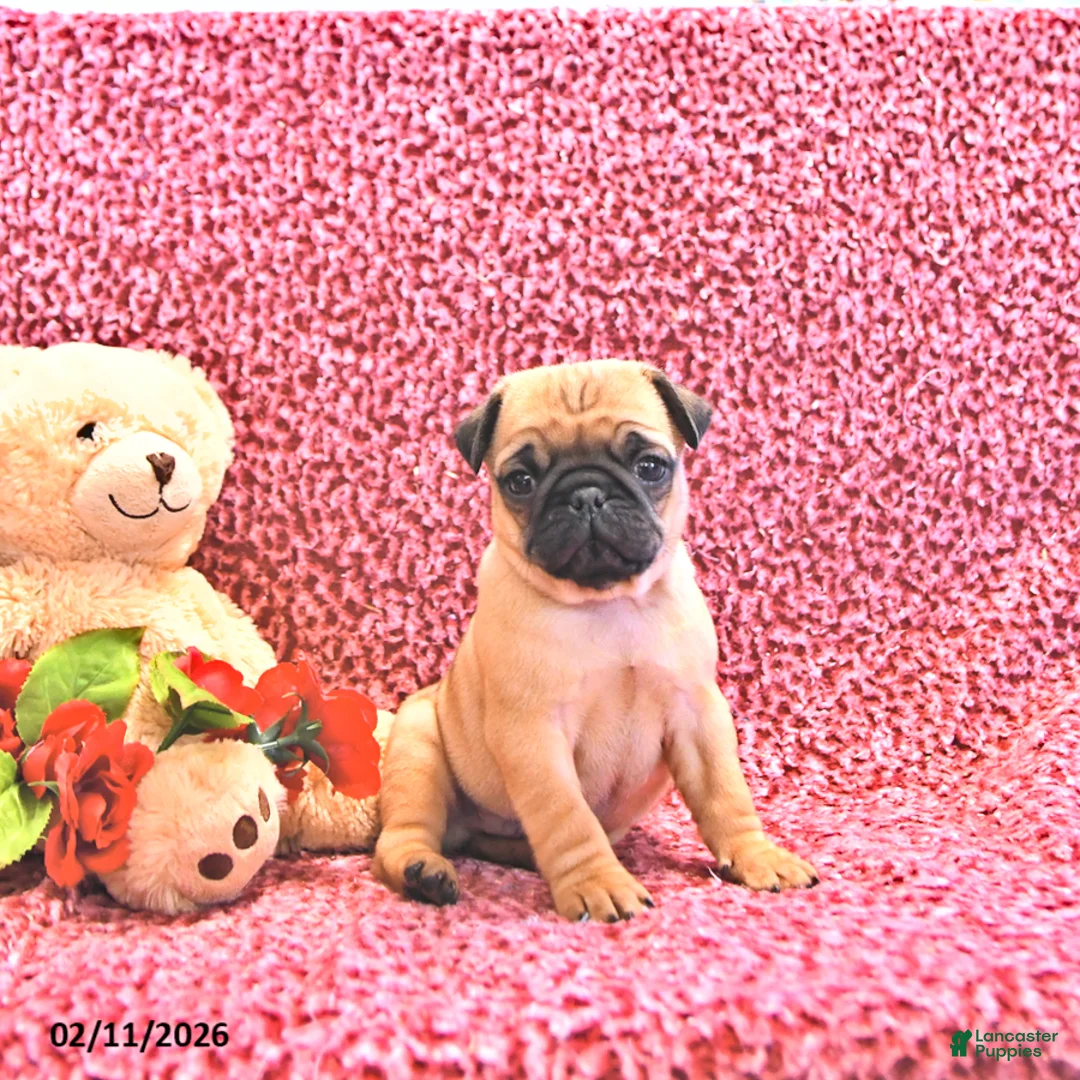 Mixed Breed dogs for sale: Peanut  - Ad 2