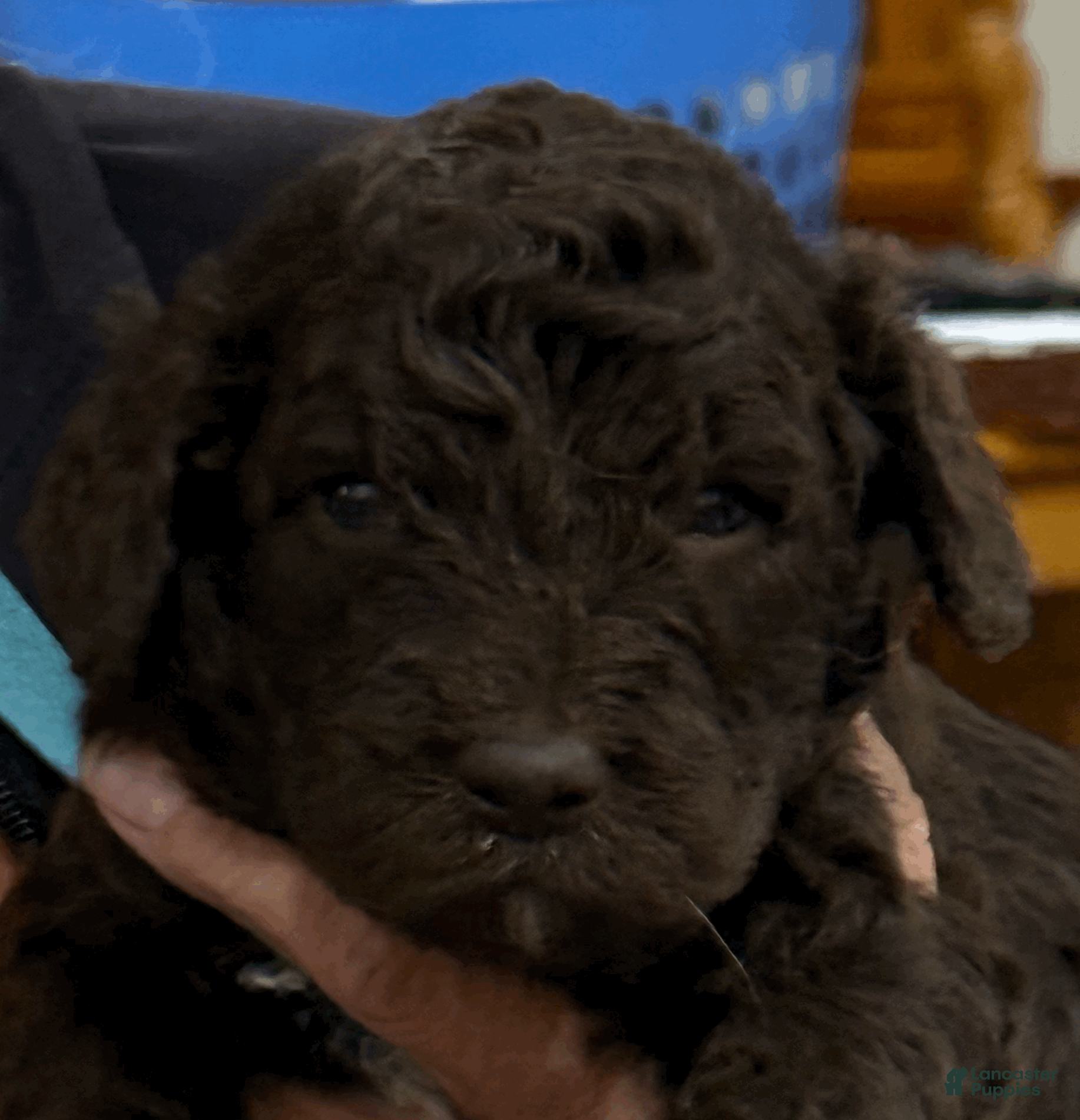 Goldendoodle dogs for sale: Purple - Ad 4