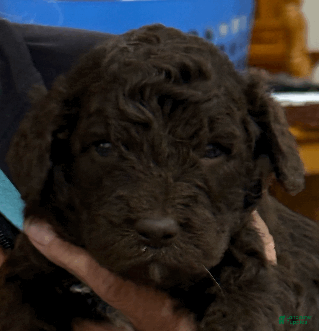 Goldendoodle dogs for sale: Purple - Ad 1