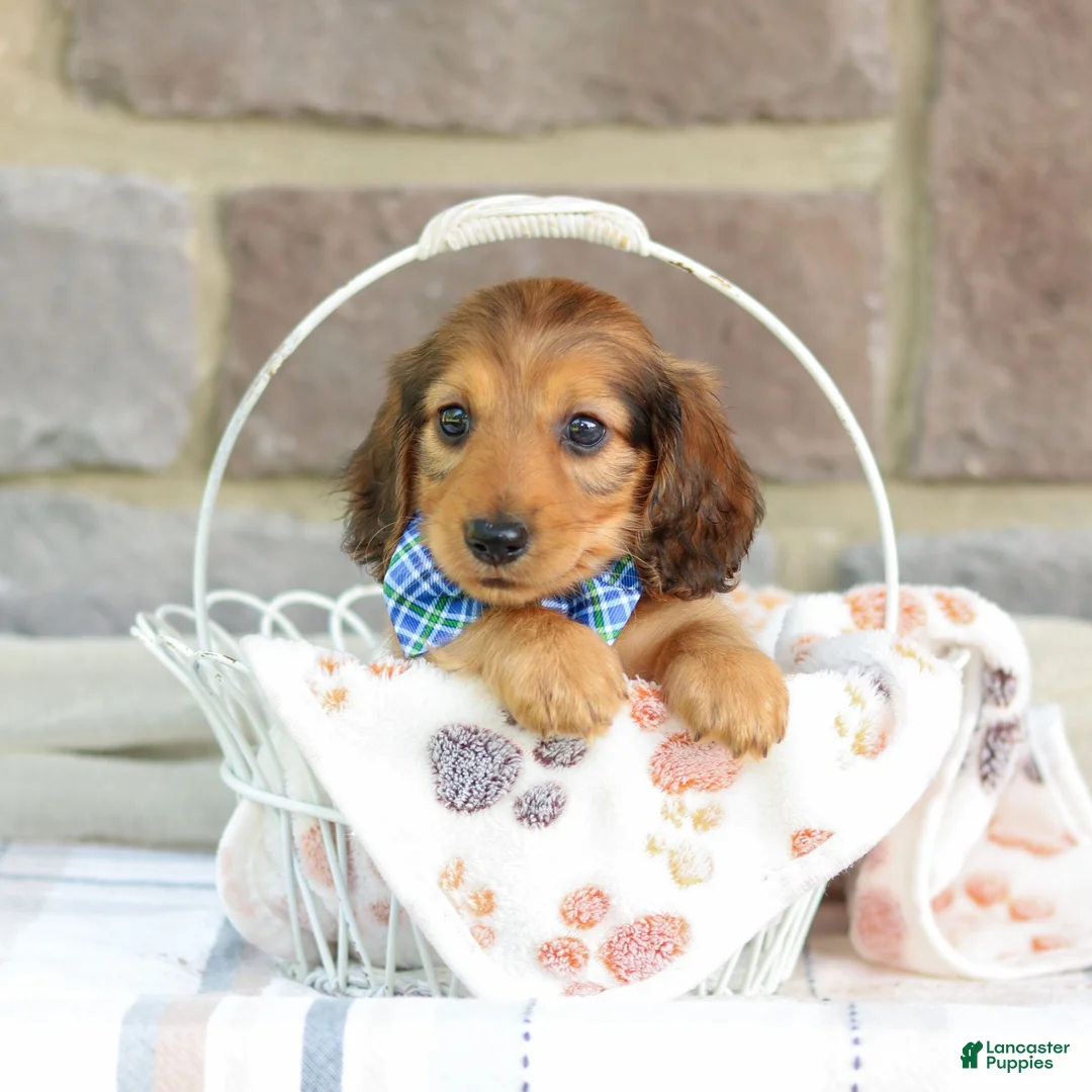 Miniature Dachshund dogs for sale: Olivia  - Ad 6