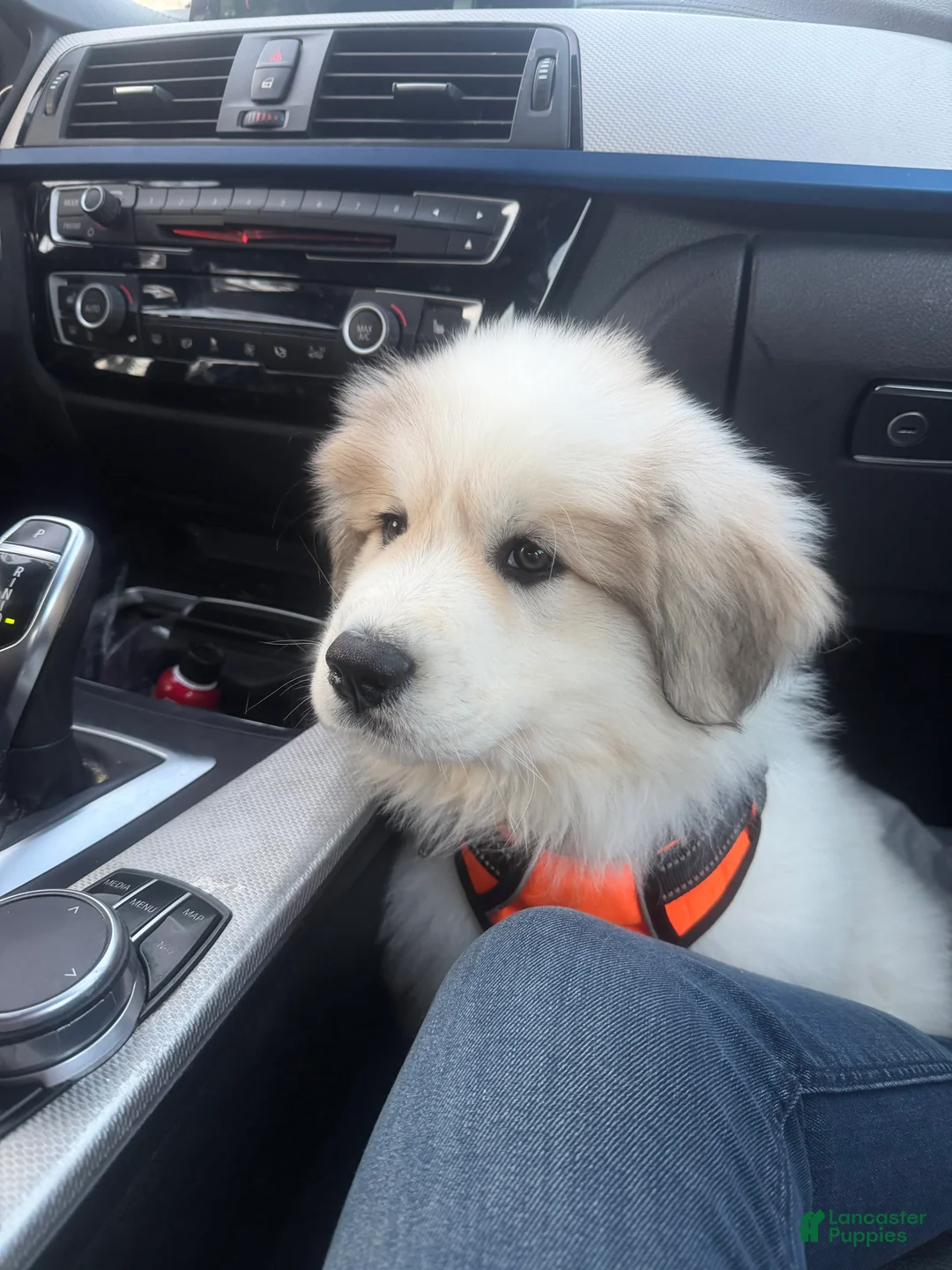 Great Pyrenees dogs for sale: Ravvy - Ad 5