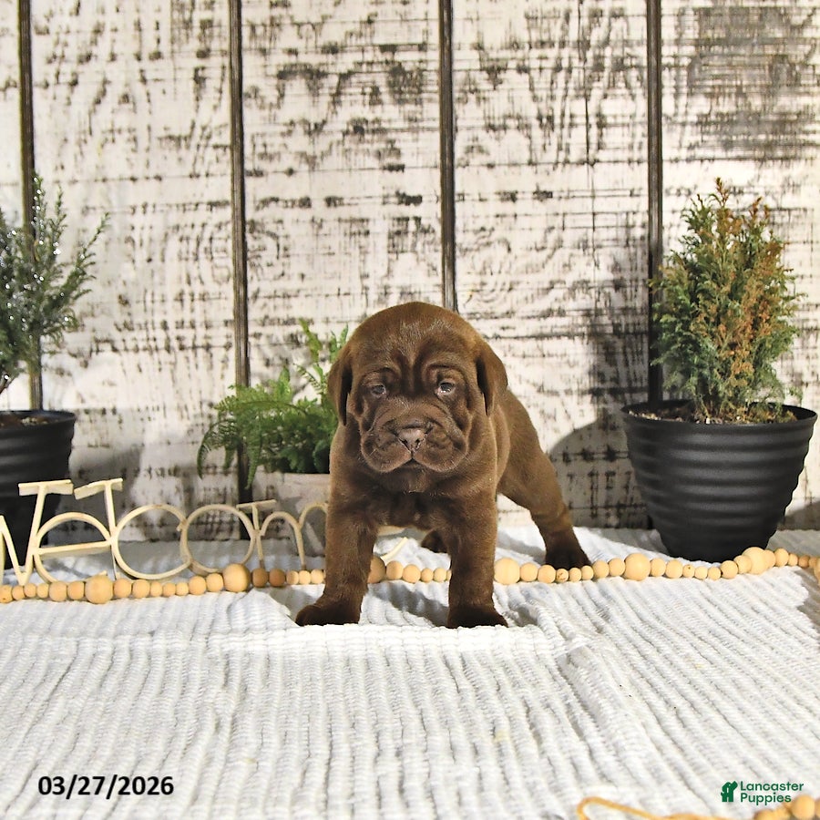 Mini Hippo dogs Expresso - Ad 2