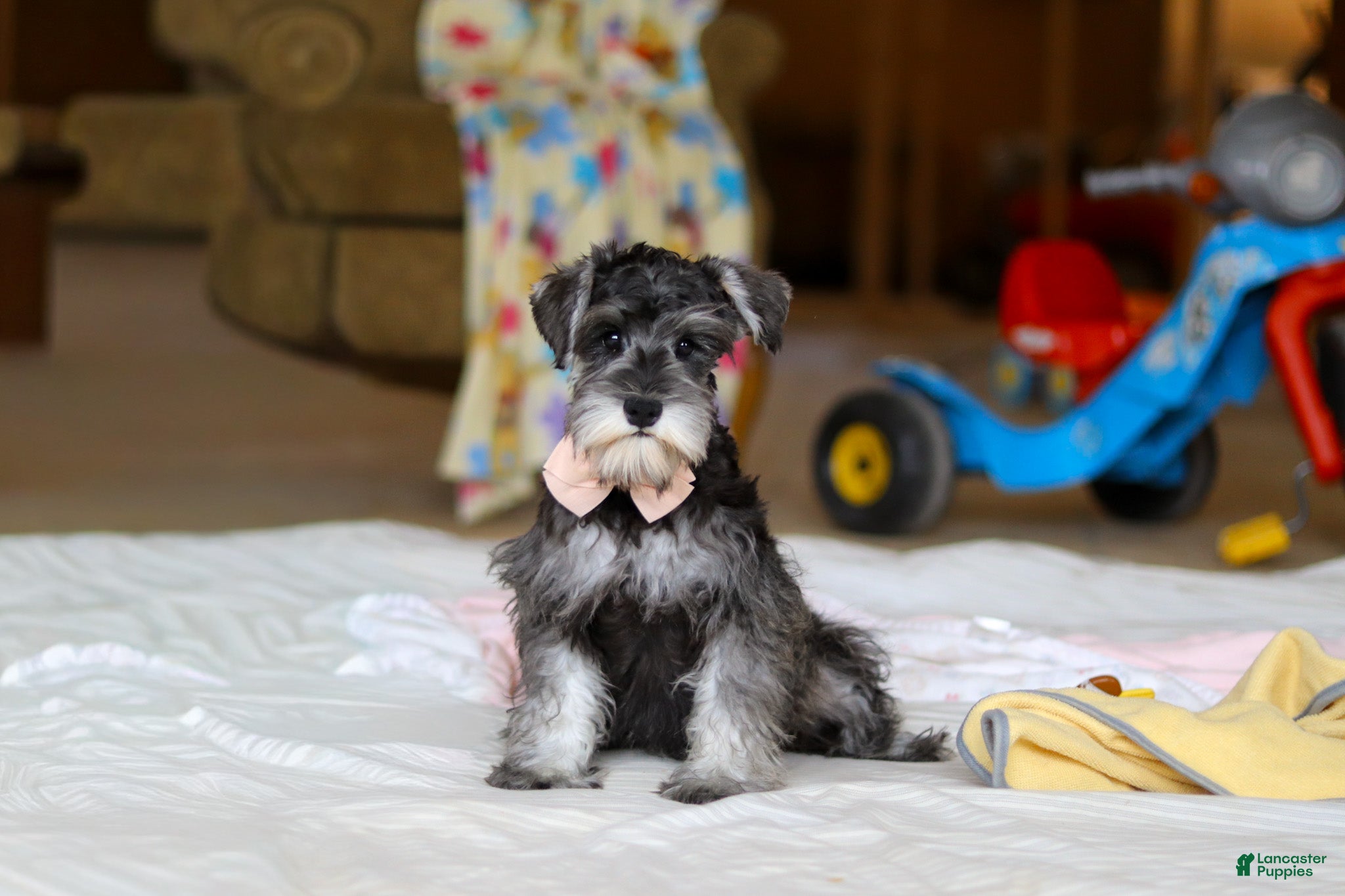 Miniature Schnauzer dogs Charity - Ad 9
